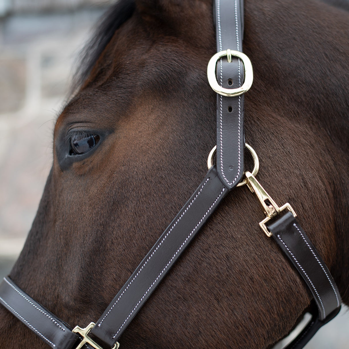 Val du Bois Convertible Leather Grooming Halter