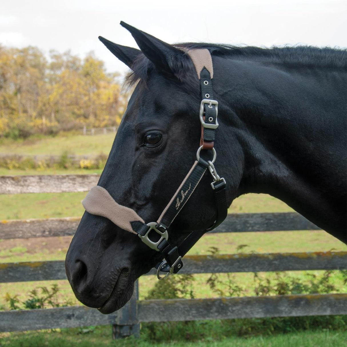 Shedrow Breakaway Halter W - Polaire
