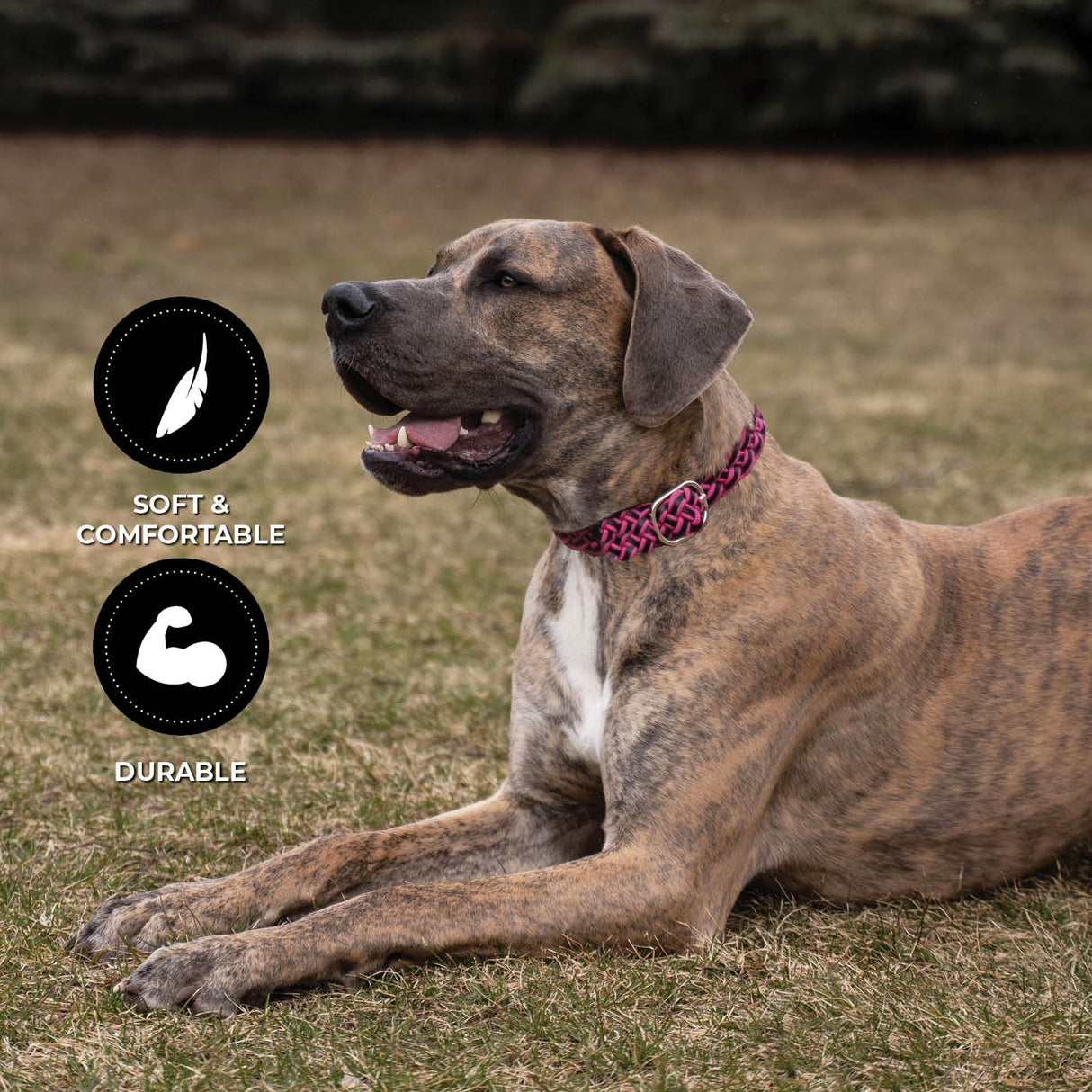 Shedrow K9 Rideau Corde tressée et collier en cuir