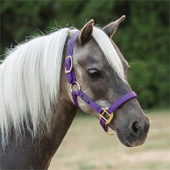 Shedrow Mini Nylon Halter