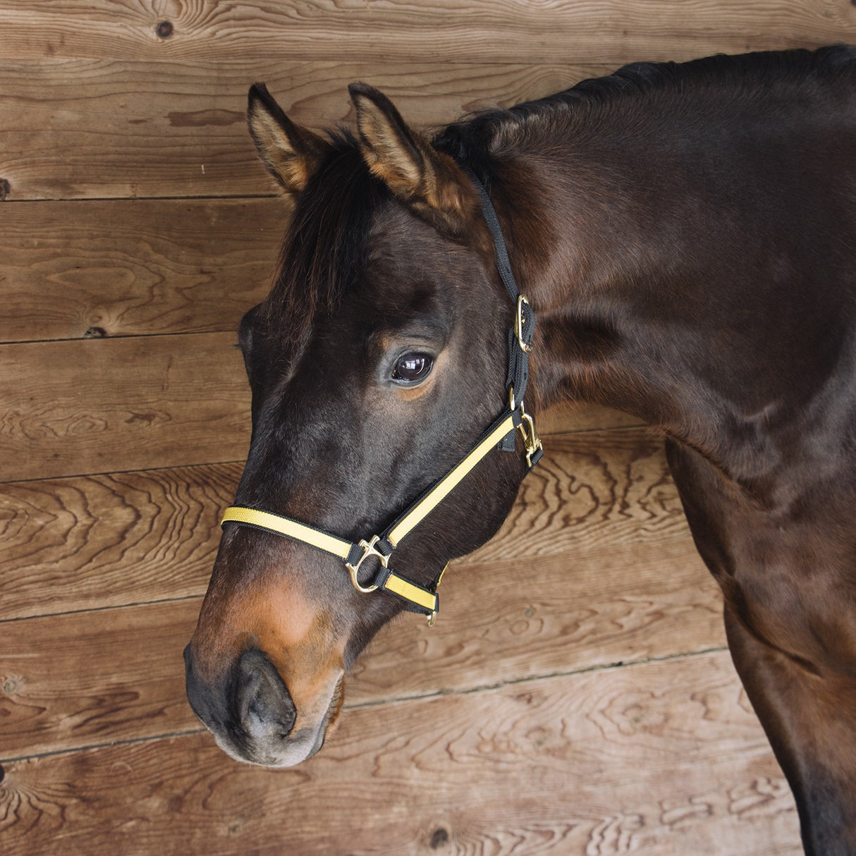 Extreme Two Tone Nylon Halter