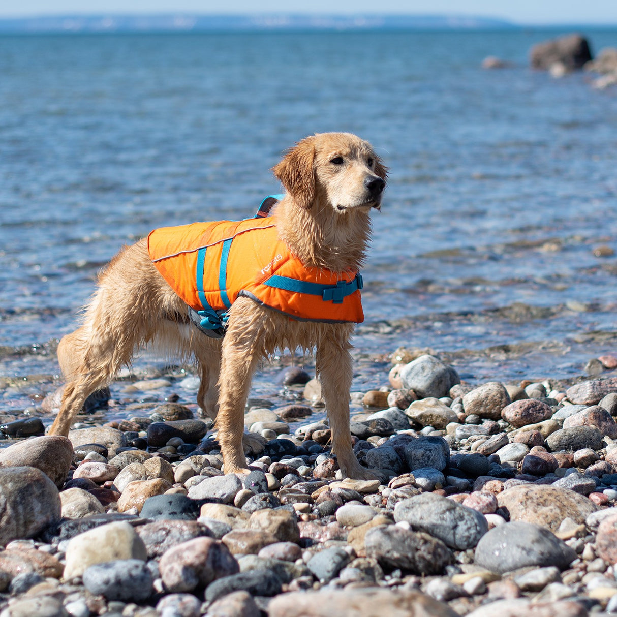 RC Pet Tidal Life Vest