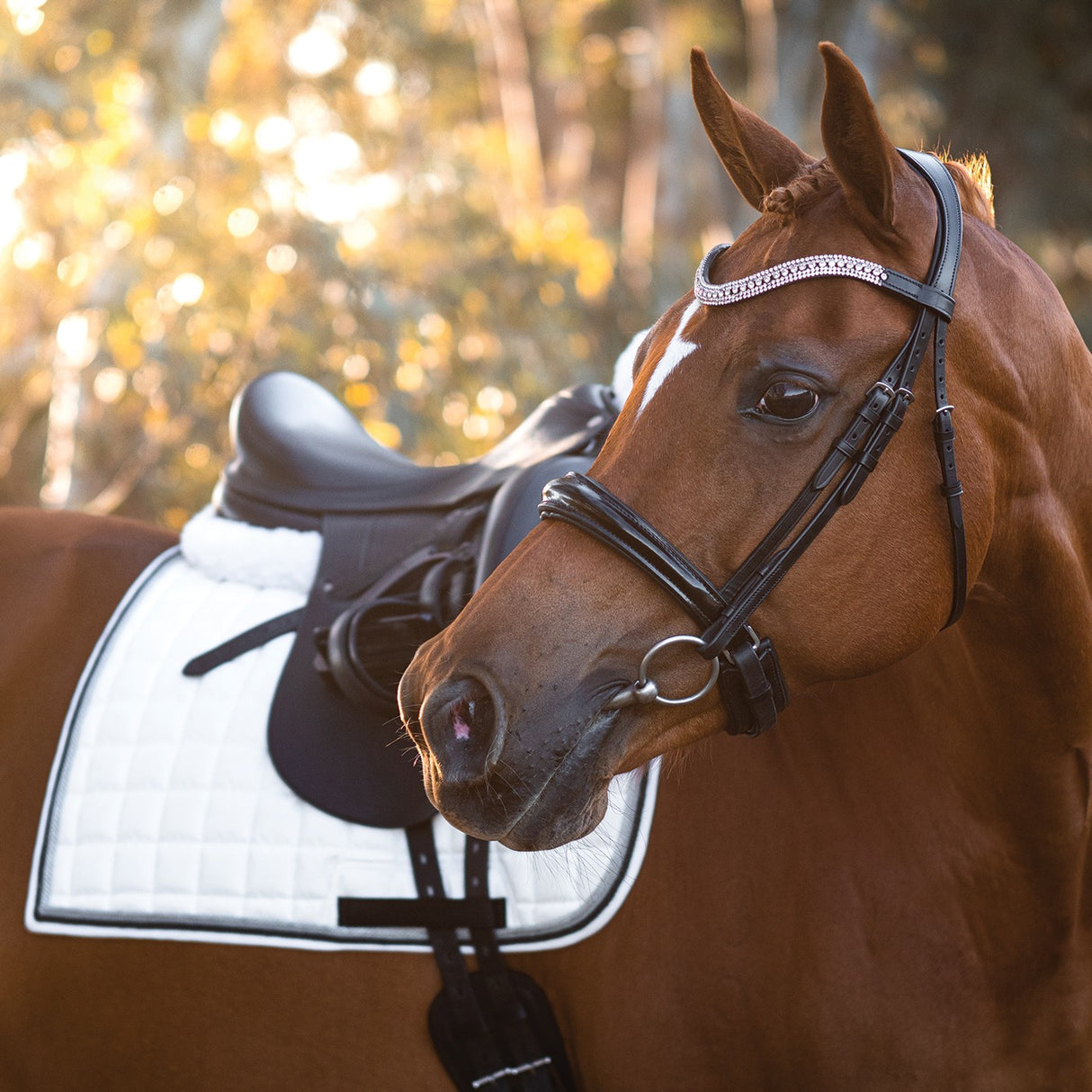 Bridon de dressage breveté FFE Couture