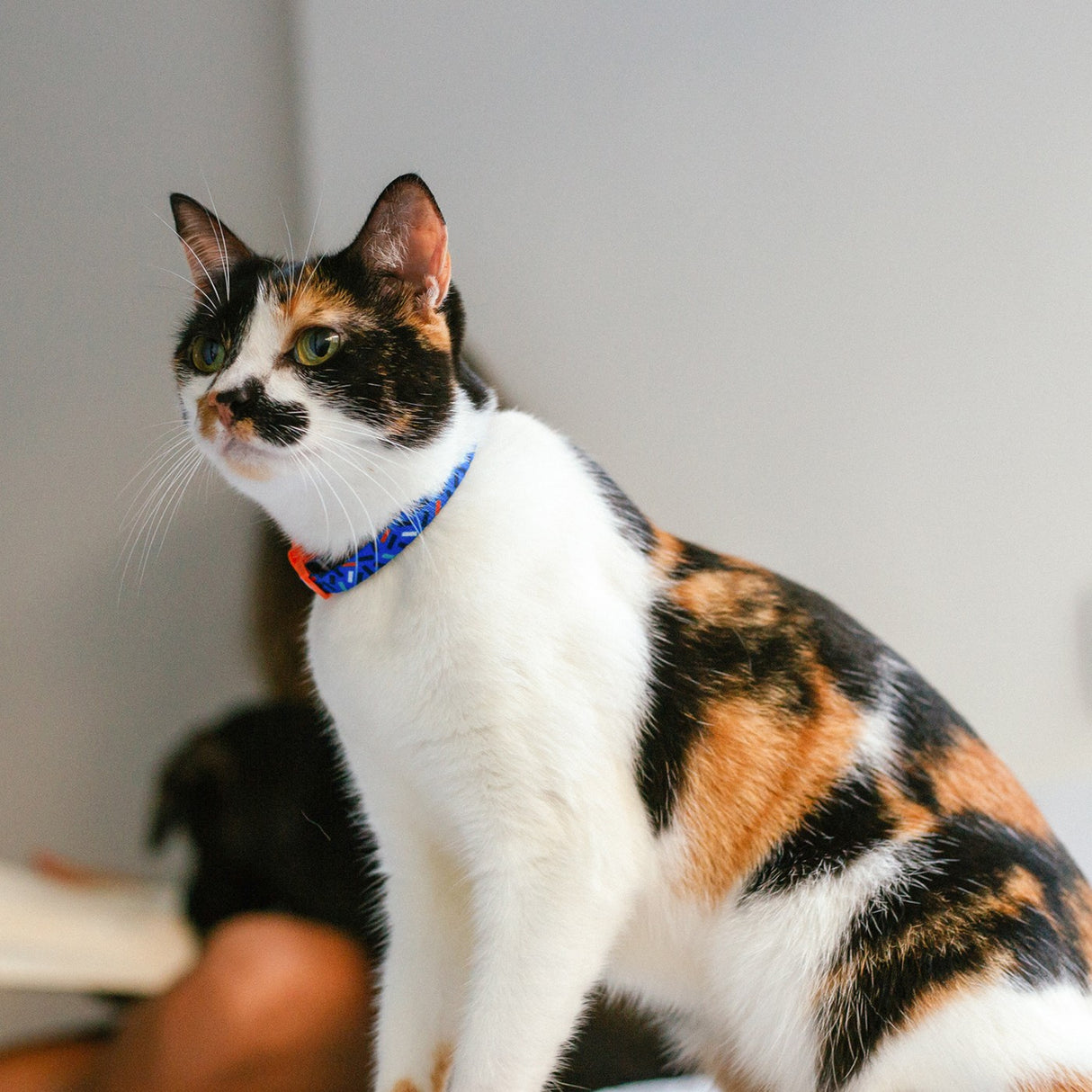 Zee Cat Collar