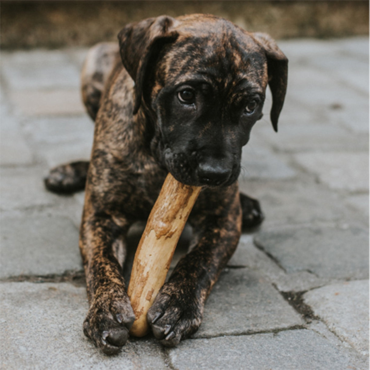Canophera Bois à mâcher pour chien