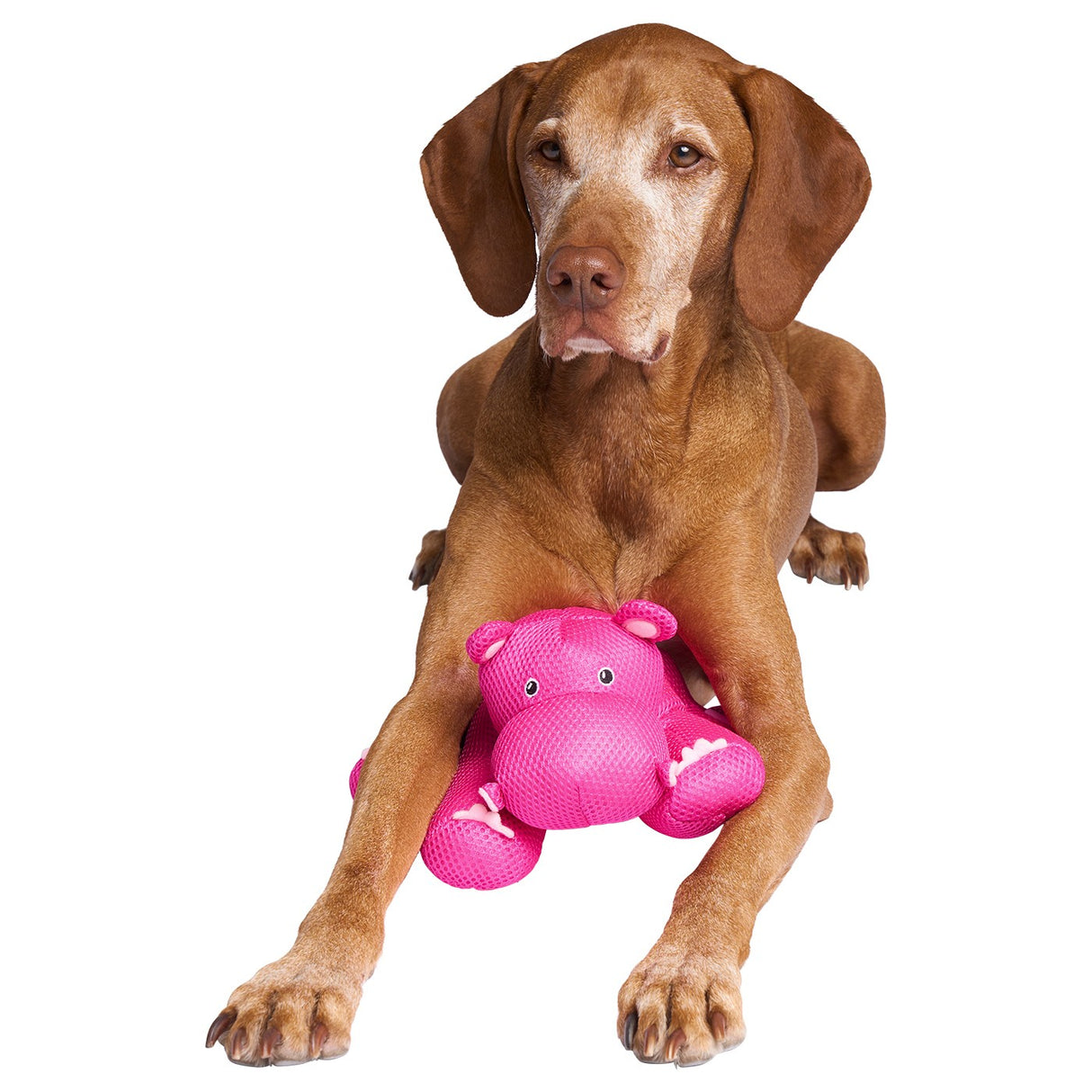 Canada Pooch Hippo Chill Seeker Copains rafraîchissants
