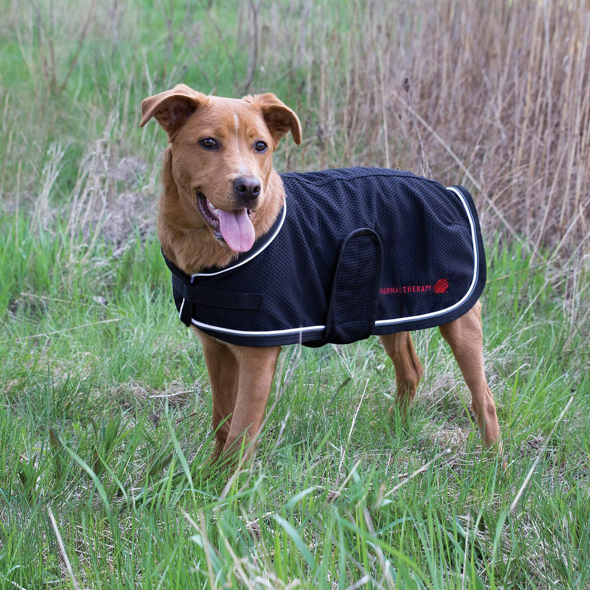 Thermal Therapy Mesh Dog Coat