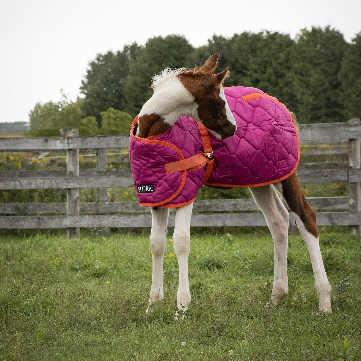 Supra Foal Blanket 300 g