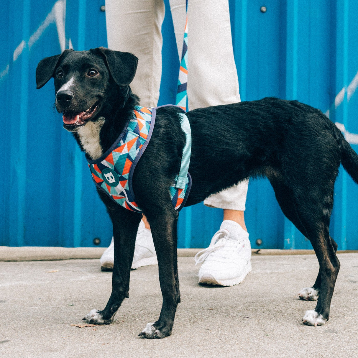 Zee Dog Adjustable Air Mesh Plus Harness