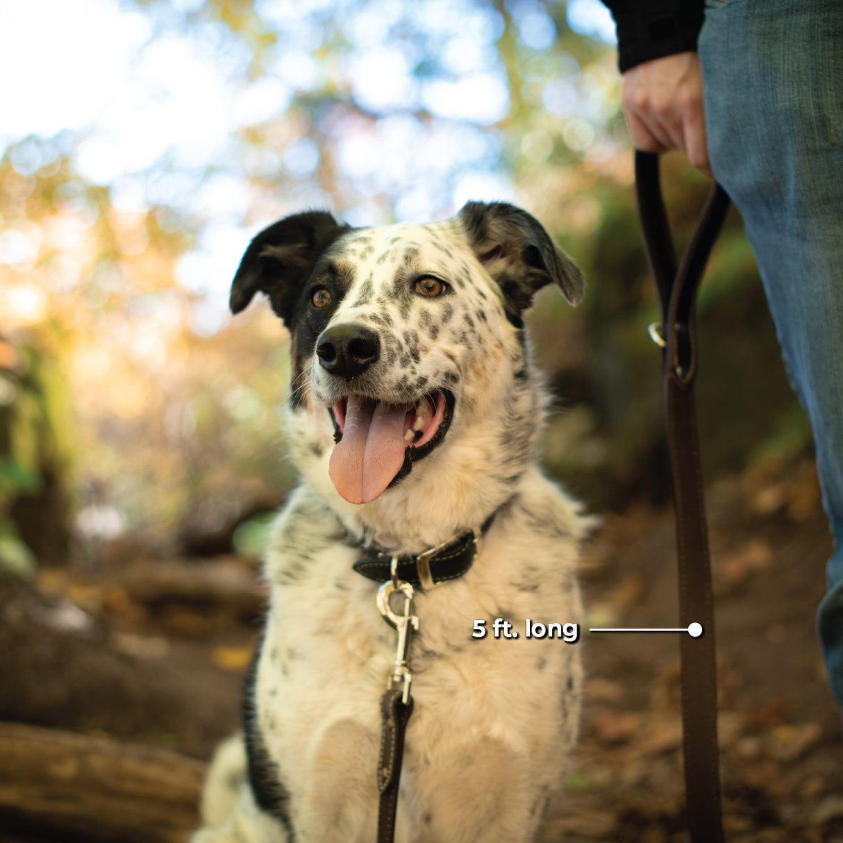 Shedrow K9 Richmond Top Stitch Leather Leash 5 Ft.