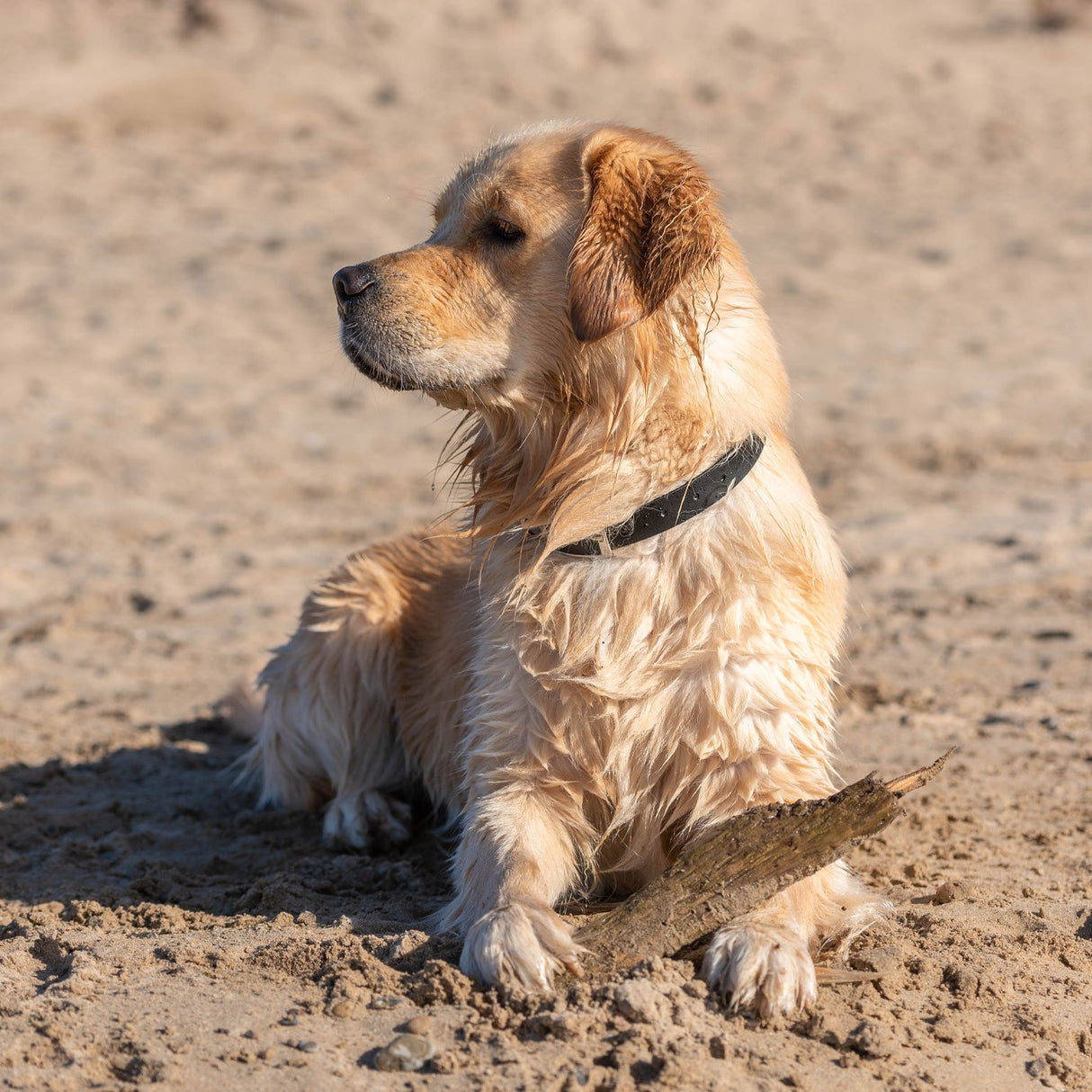 Collier imperméable Shedrow K9 Tofino II