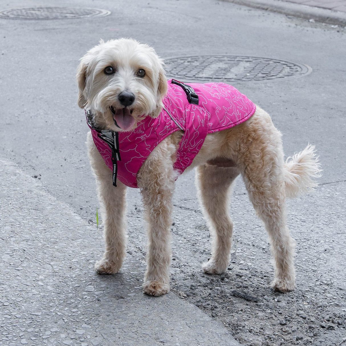 Canada Pooch The Expedition Dog Coat 2.0