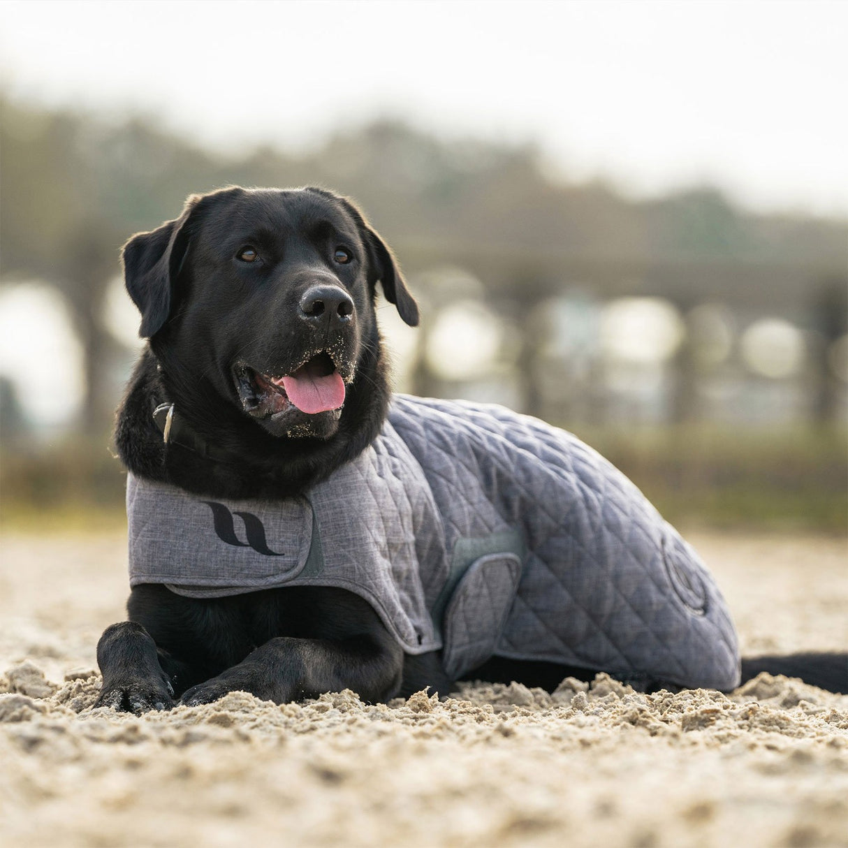 Tapis pour chien de la collection Back on Track Haze