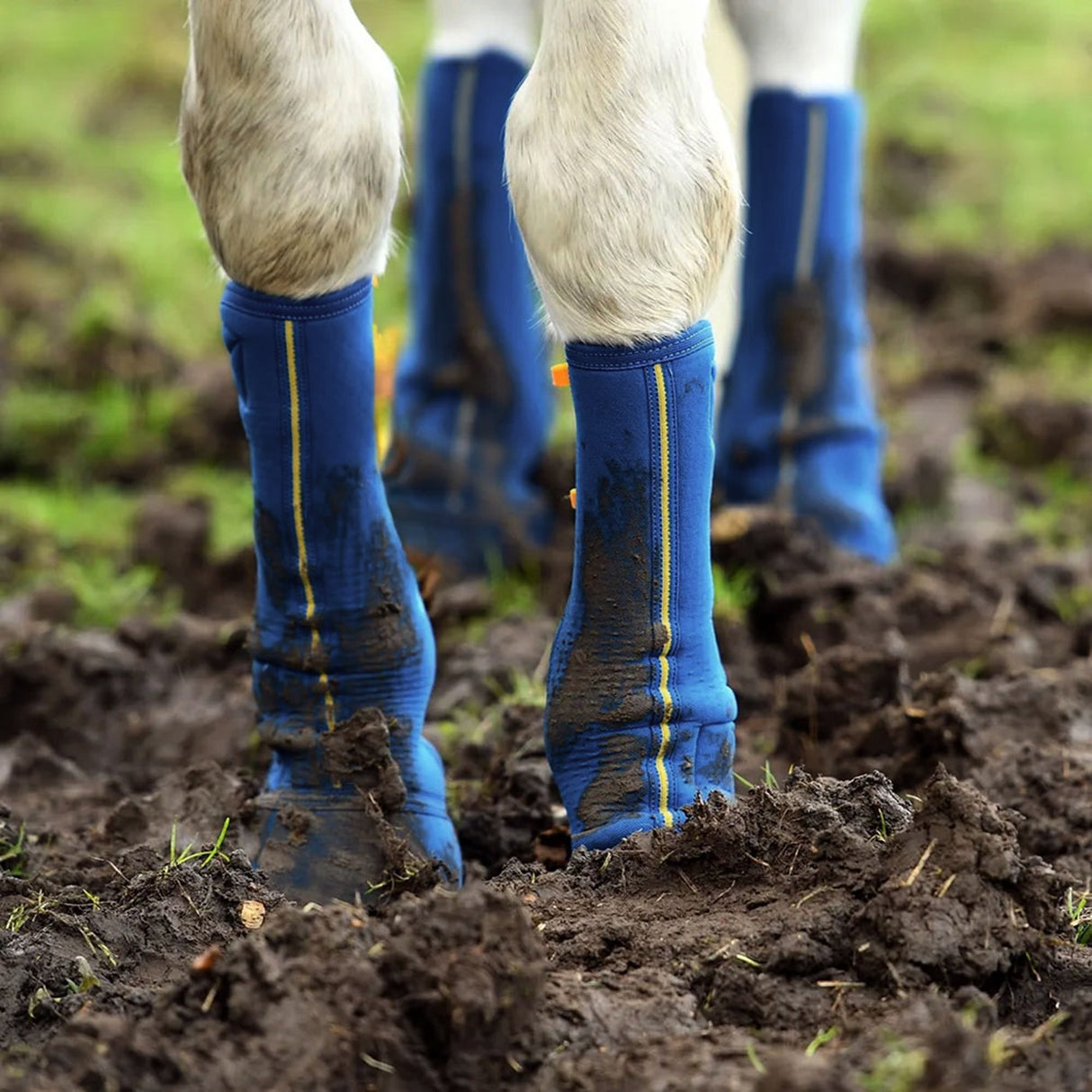 Equilibrium Equi-Chaps Contact étroit