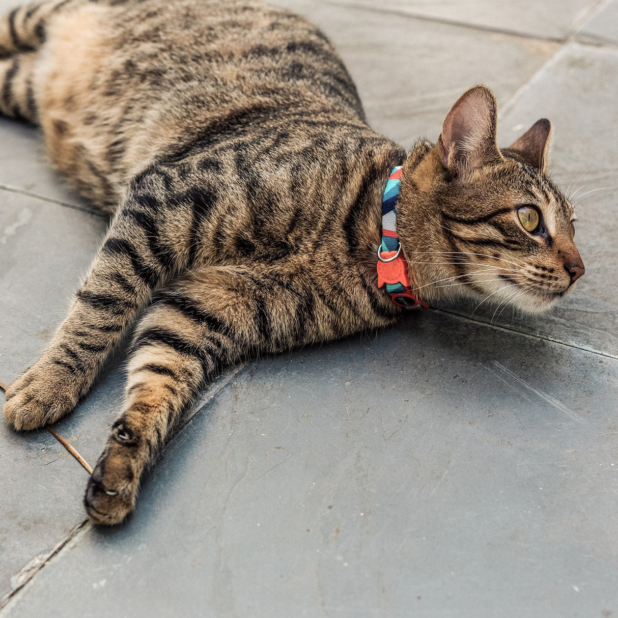 Zee Cat Collar