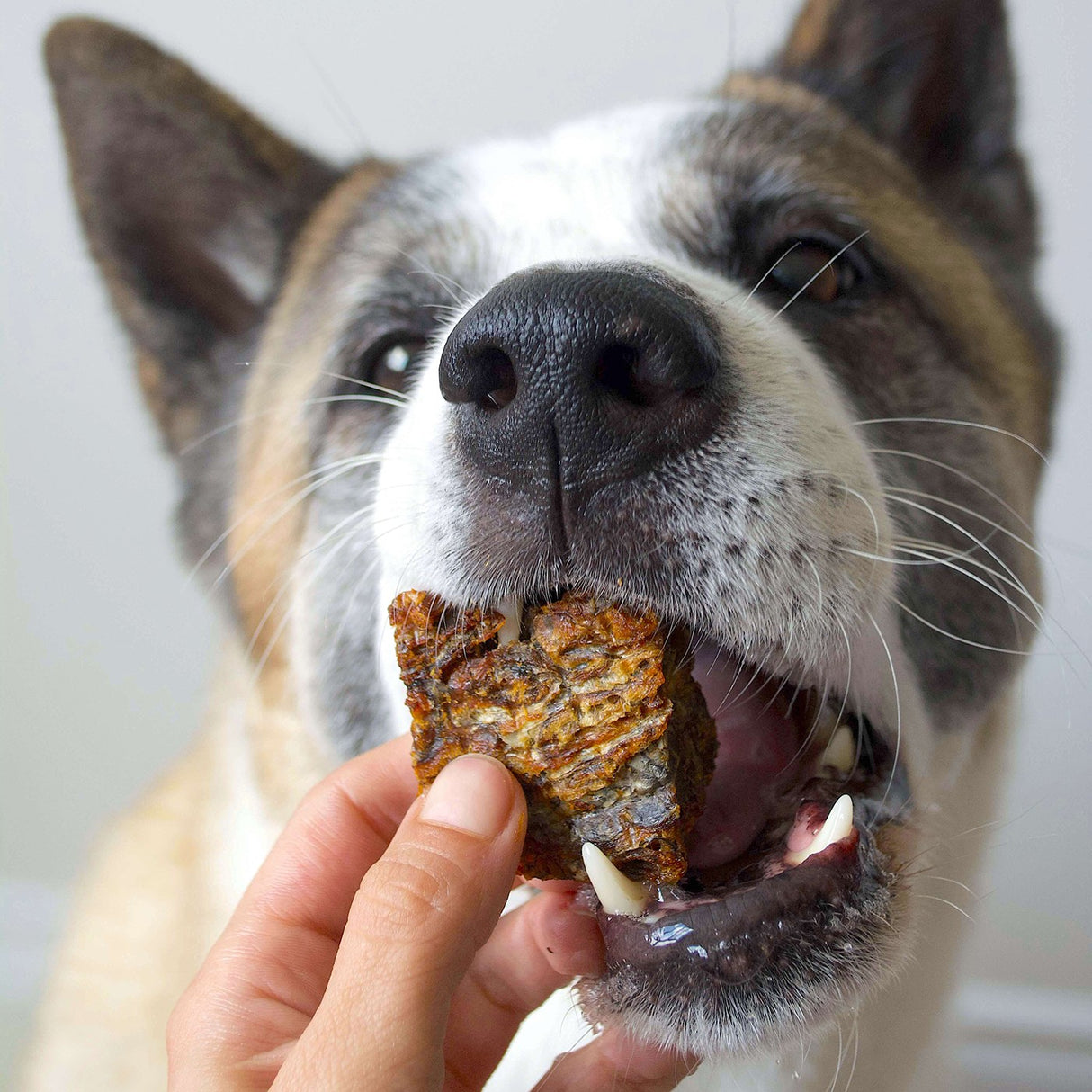Healthybud Cod Fish Dog Treat 3.2 Oz