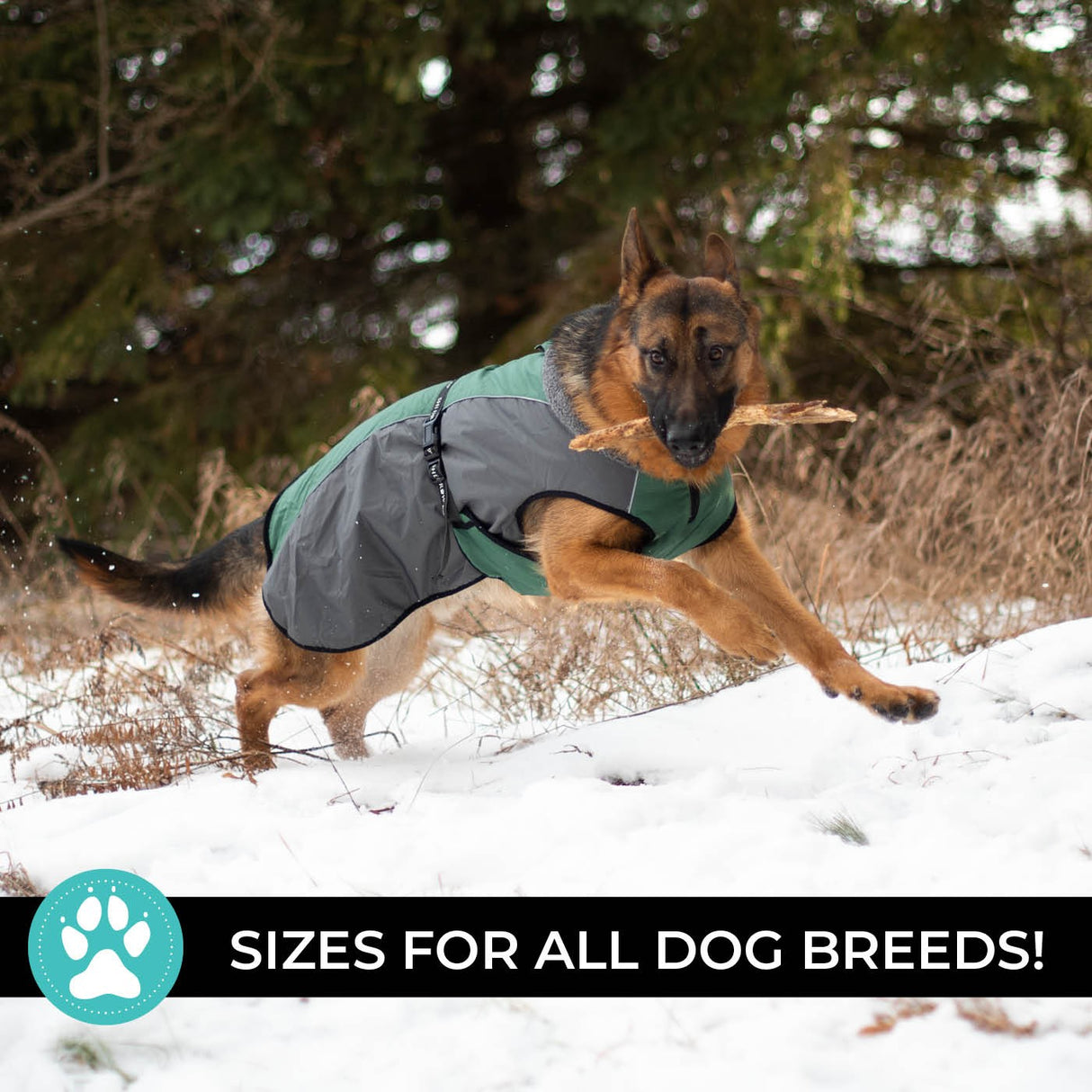 Shedrow K9 Chinook Dog Coat