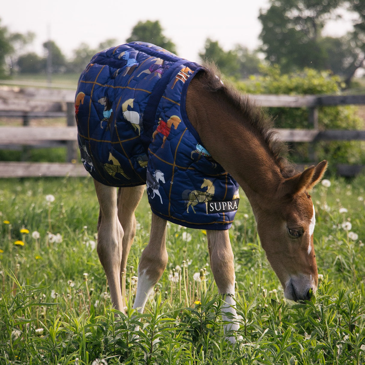 Supra Foal Blanket 300 g