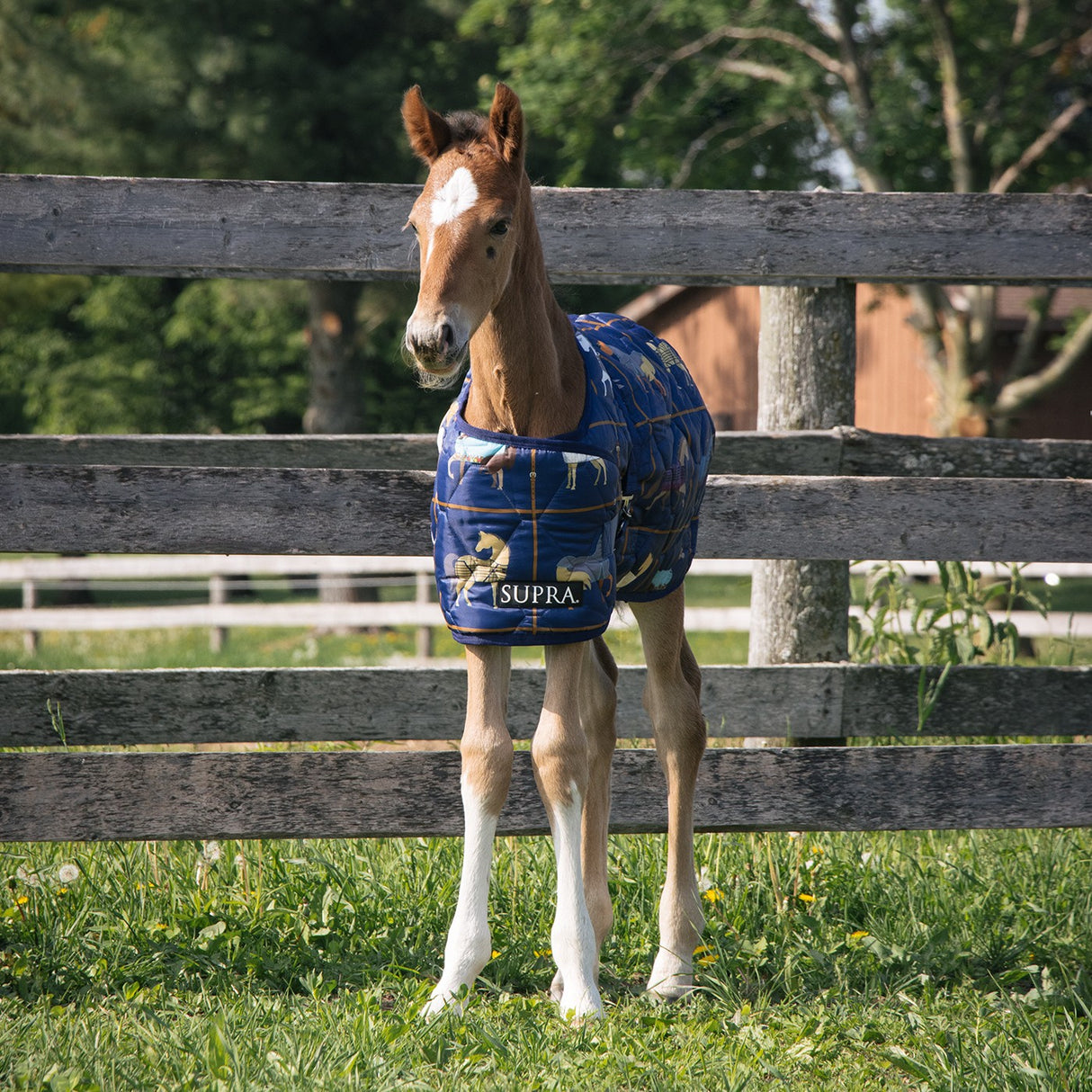 Supra Foal Blanket 300 g