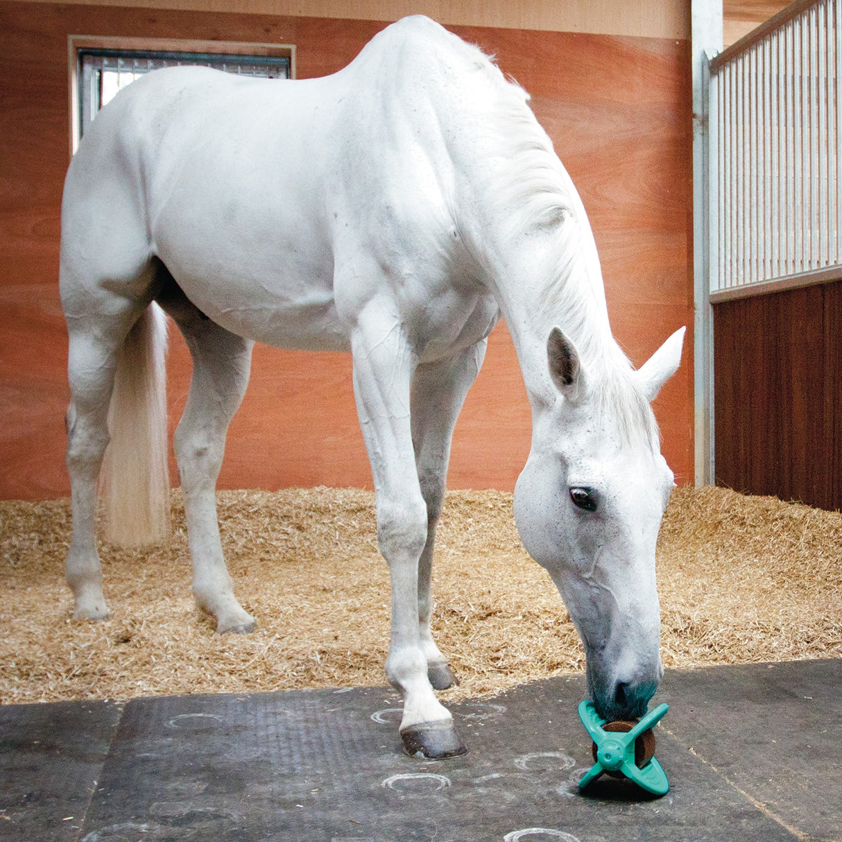 Bizzy Horse Bizzy Lick Apple 1 Kg Horse Treat