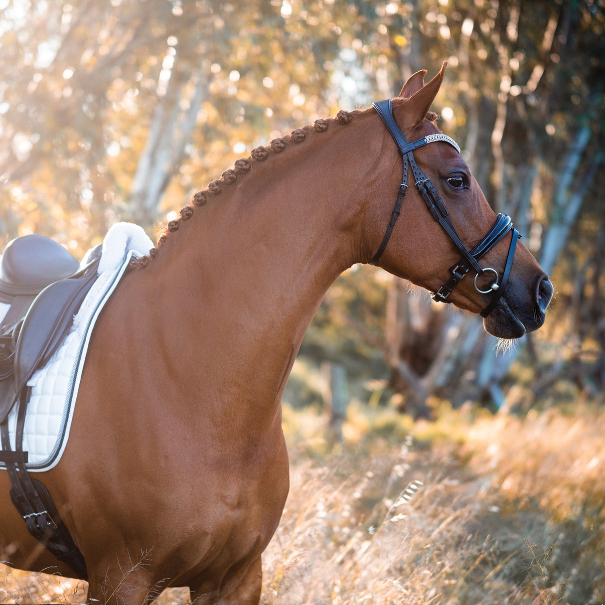 Bridon de dressage breveté FFE Couture