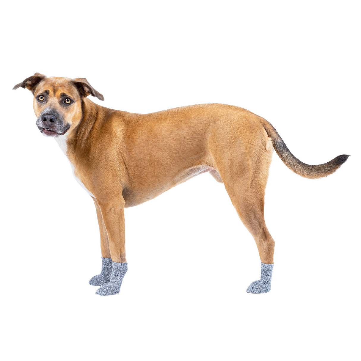 Canada Pooch The Basics Dog Socks