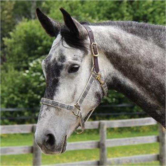 5A Baker Halter W- Leather Crown