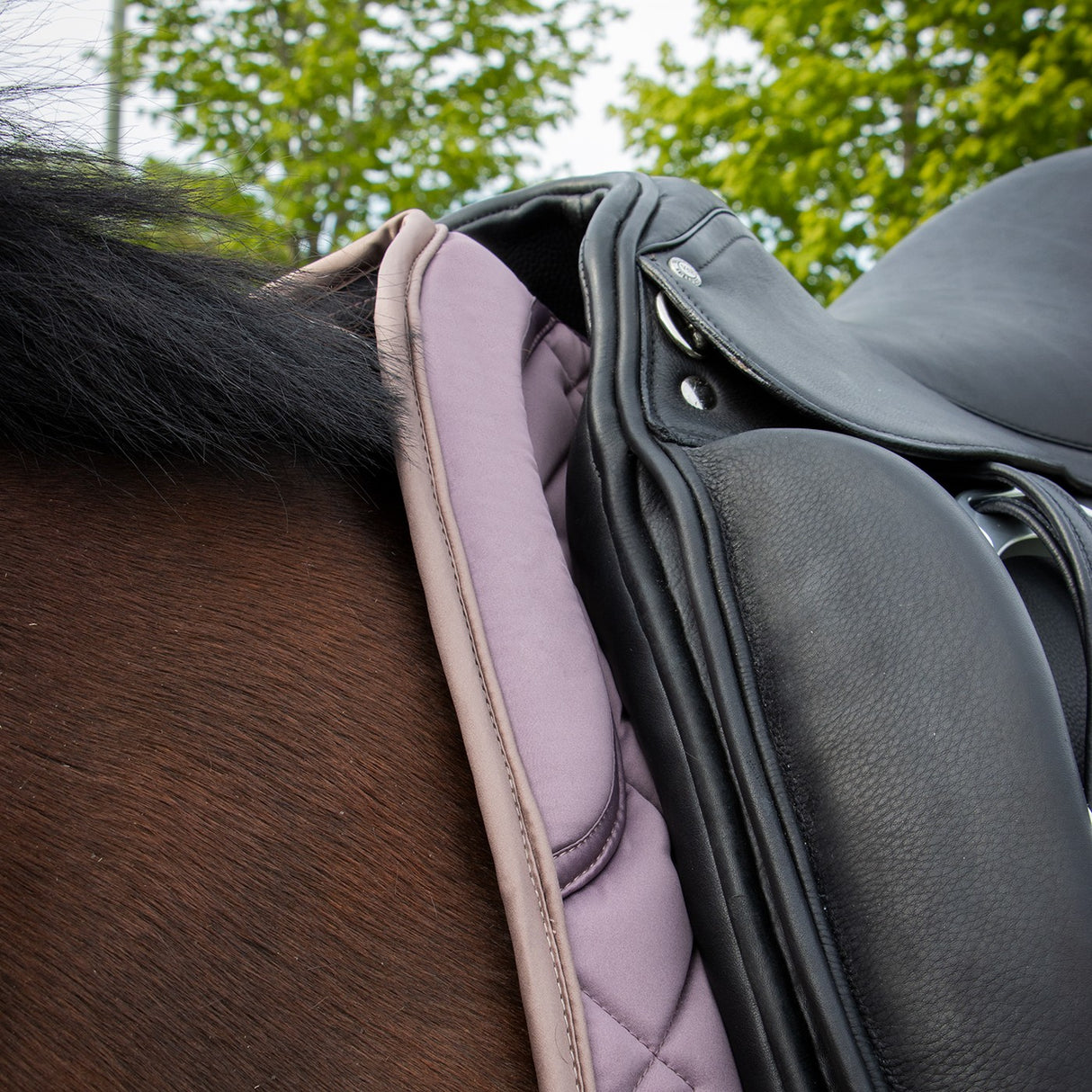 Shedrow Laurent Saddle Pad - Dressage