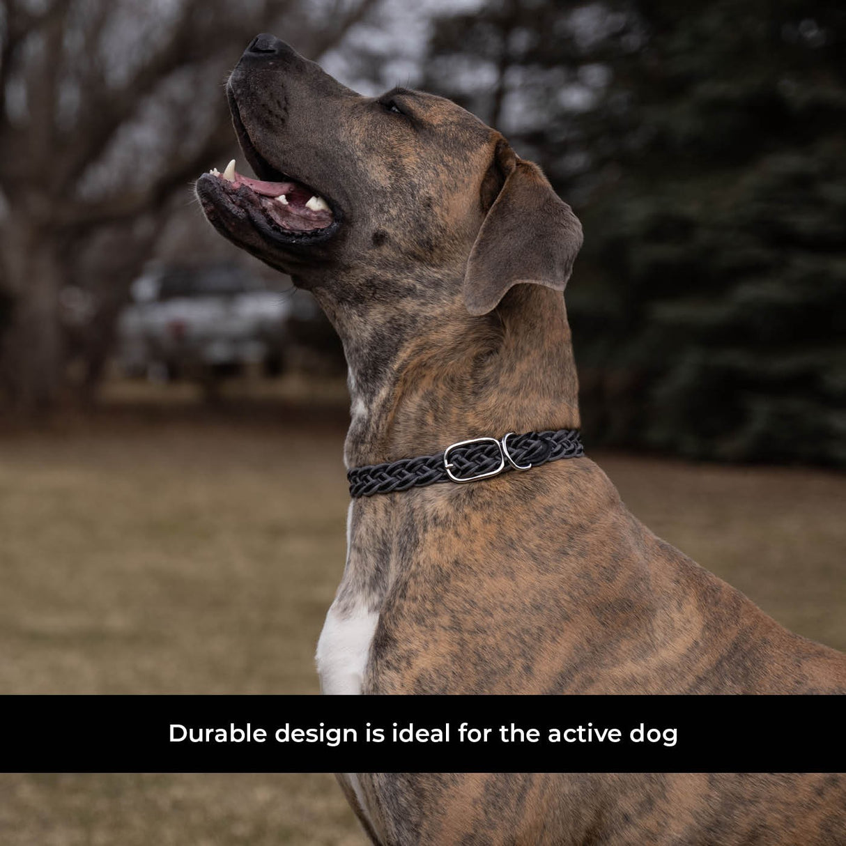 Shedrow K9 Rideau Corde tressée et collier en cuir