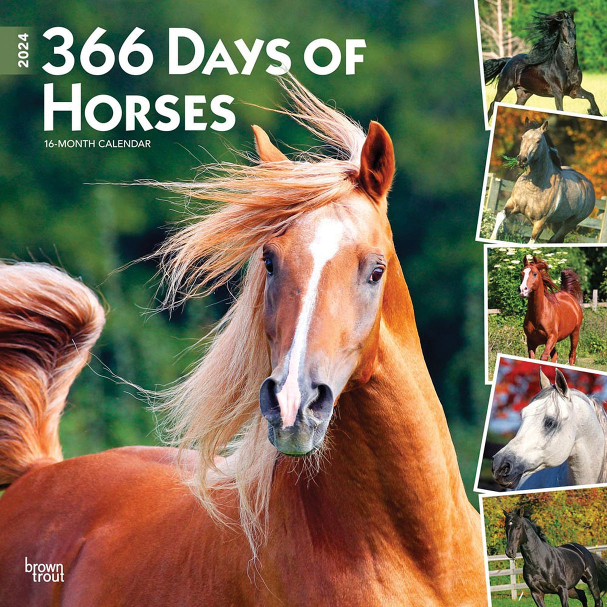 BrownTrout 366 Days of Horses 2024 Square Calendar