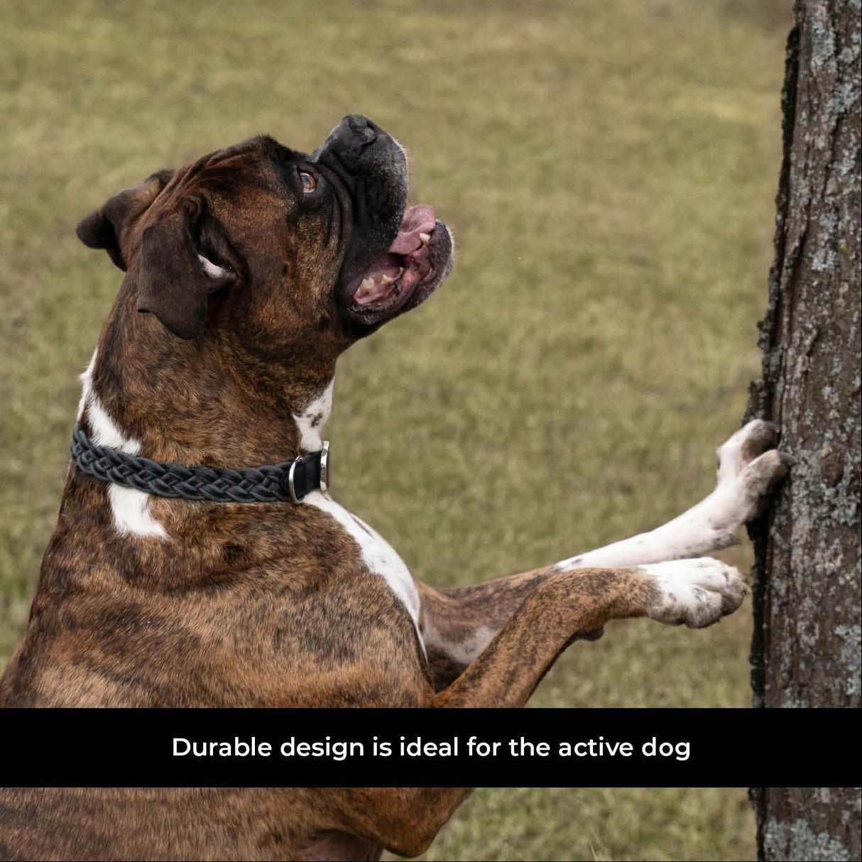Shedrow K9 Rideau Corde tressée et collier en cuir