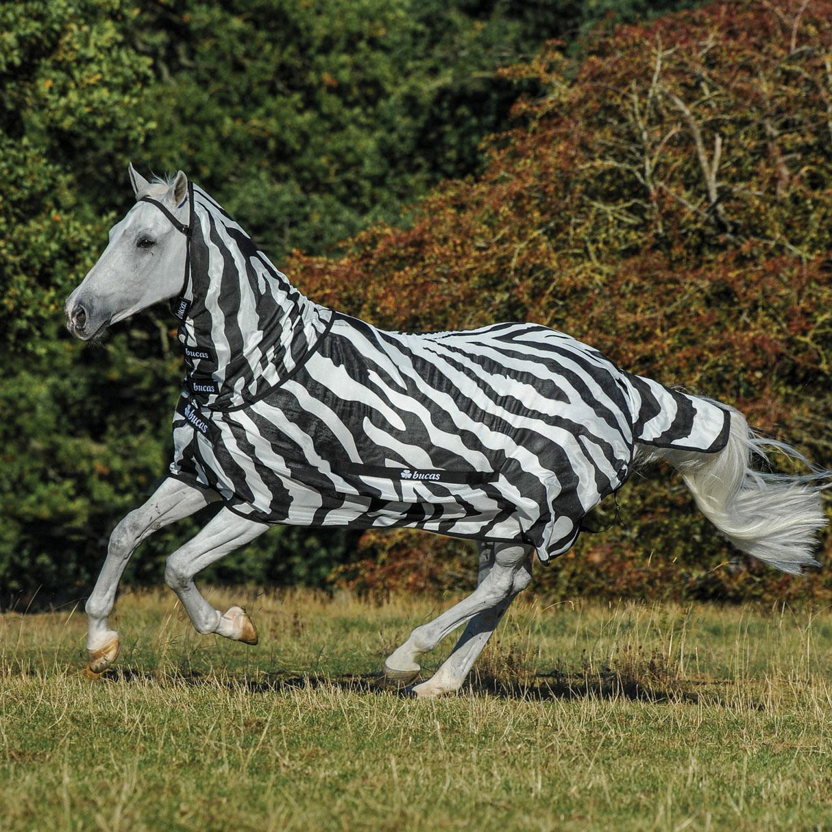 Cache-mouches Bucas Buzz Off Zebra - Poney