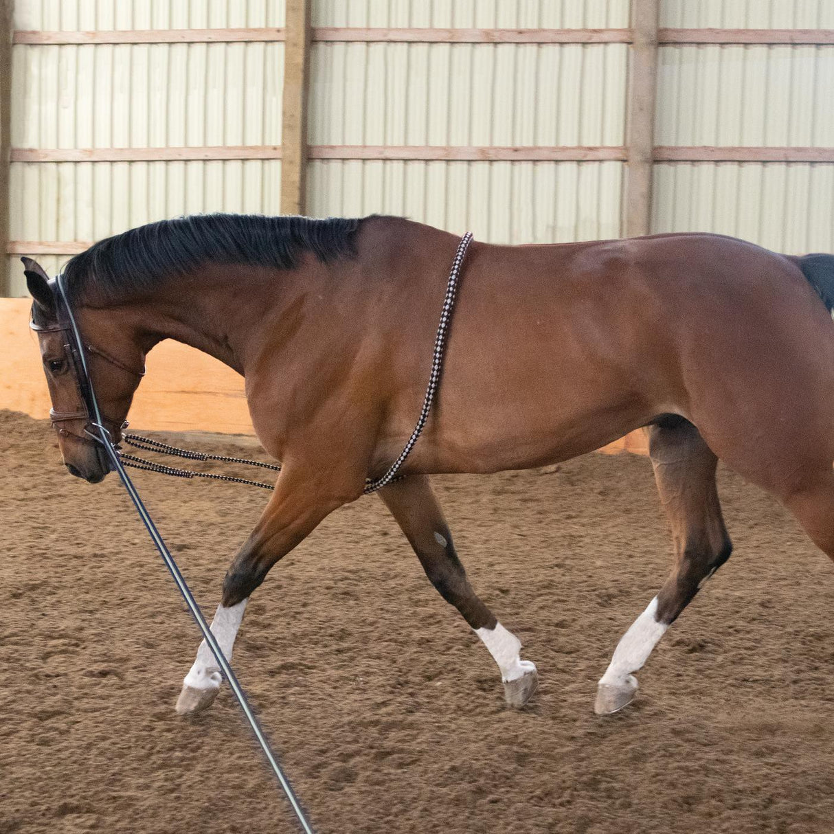 Shedrow Lunging Aid
