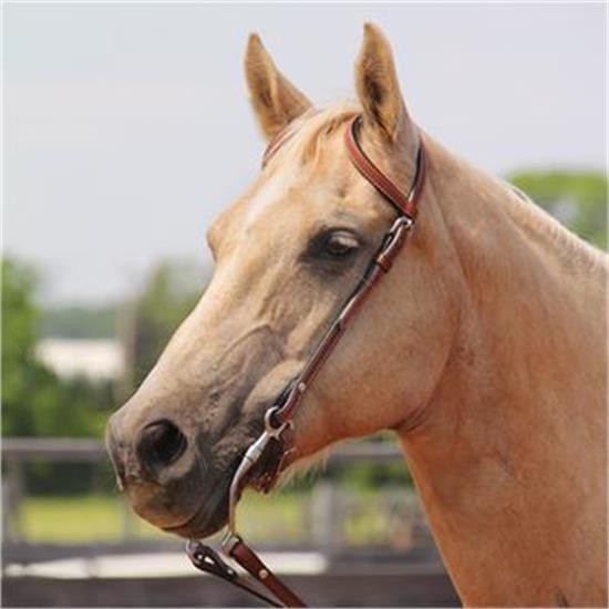 Copper Canyon Finished Leather Double Ear Headstall W- Chicago Screws