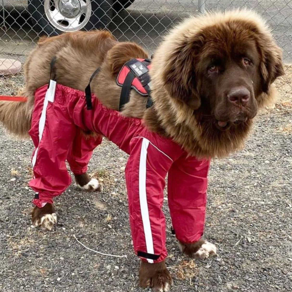 Fou Fou Dog Bodyguard All Weather Dog Pants