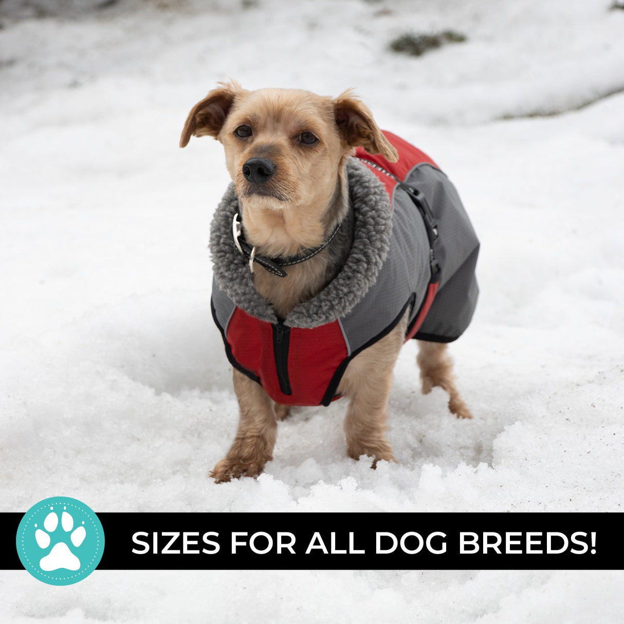 Shedrow K9 Chinook Dog Coat