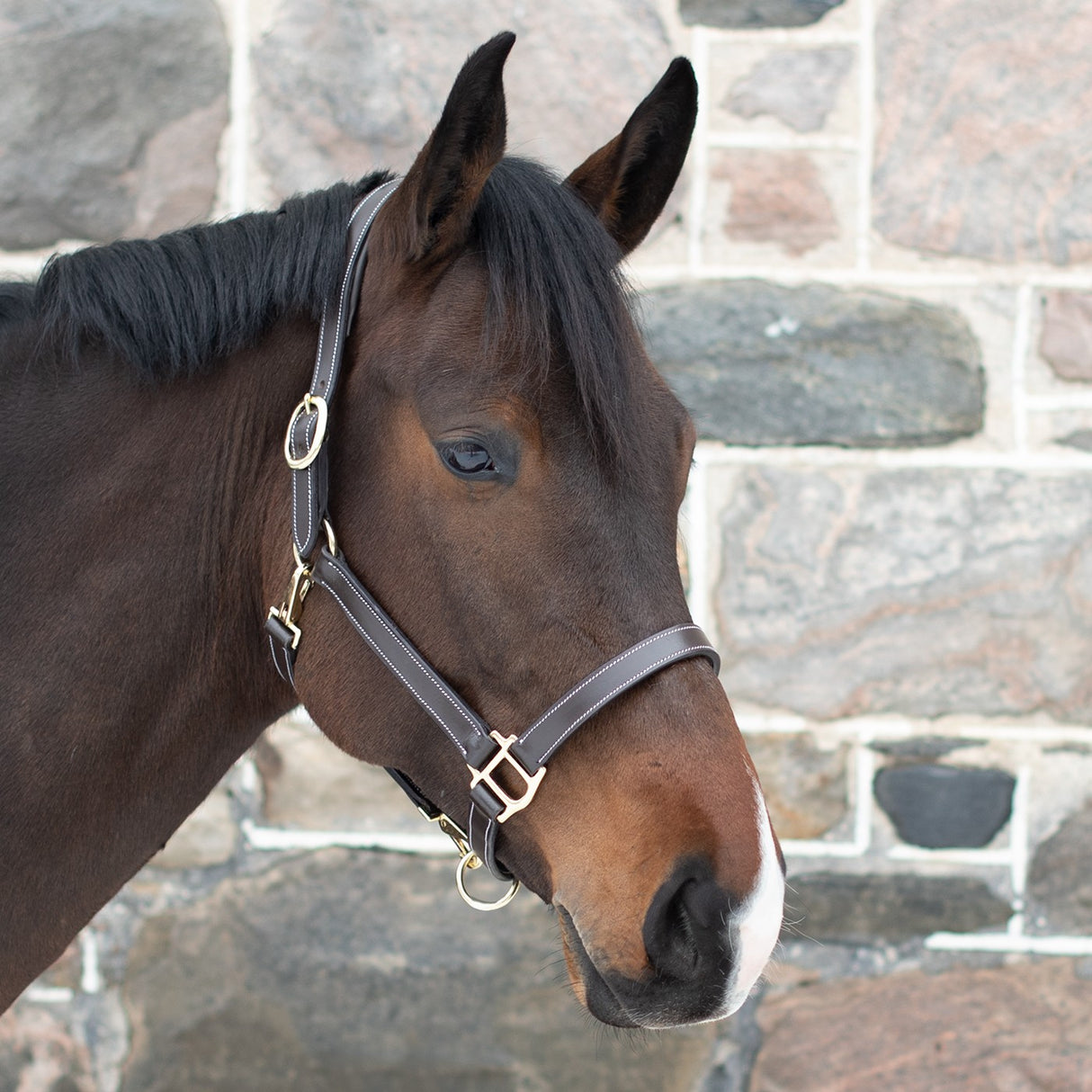 Val du Bois Convertible Leather Grooming Halter
