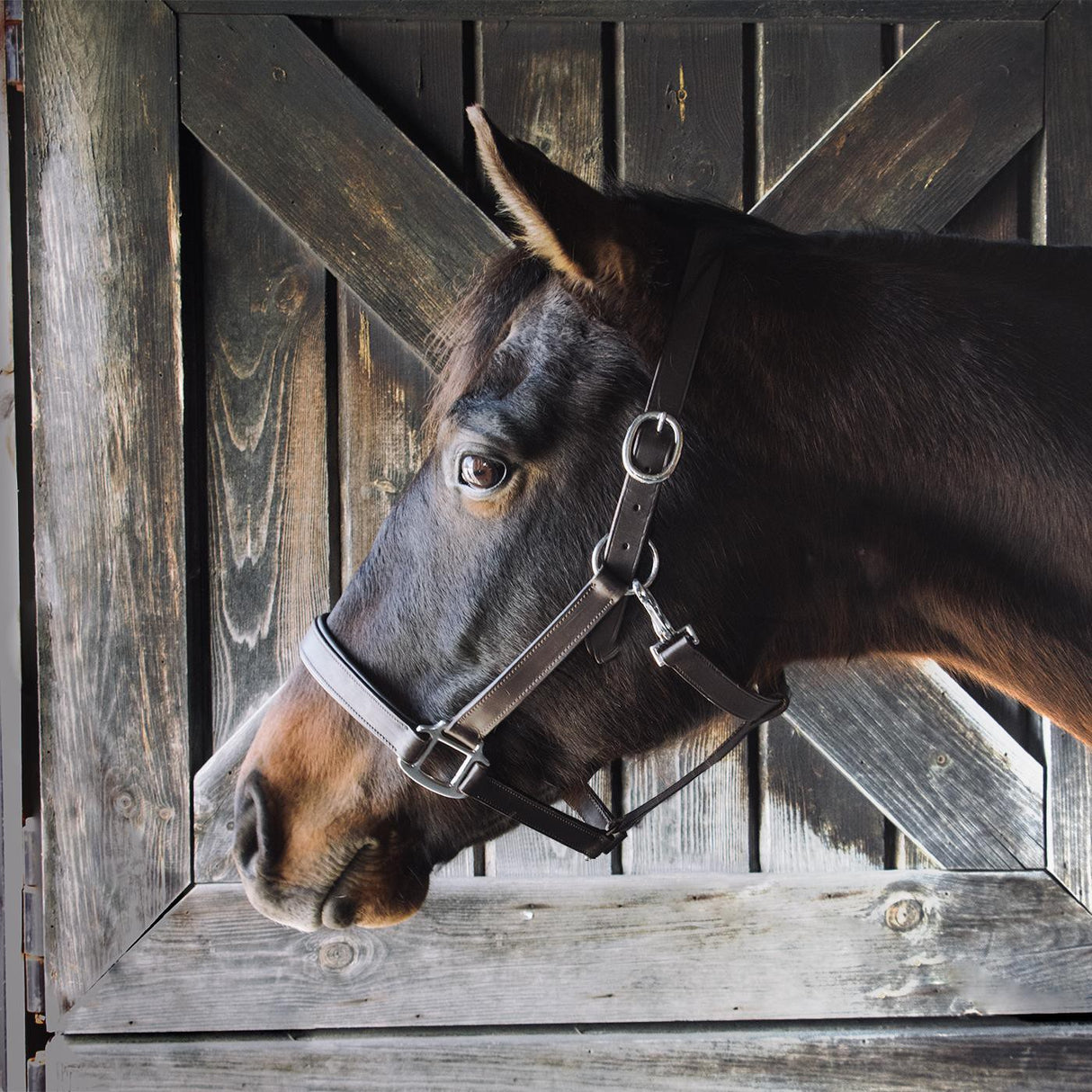 Every Day Essential Leather Halter