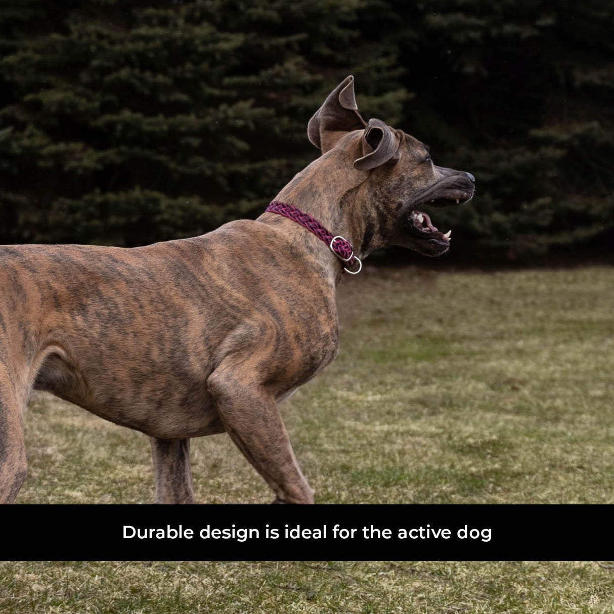 Shedrow K9 Rideau Corde tressée et collier en cuir