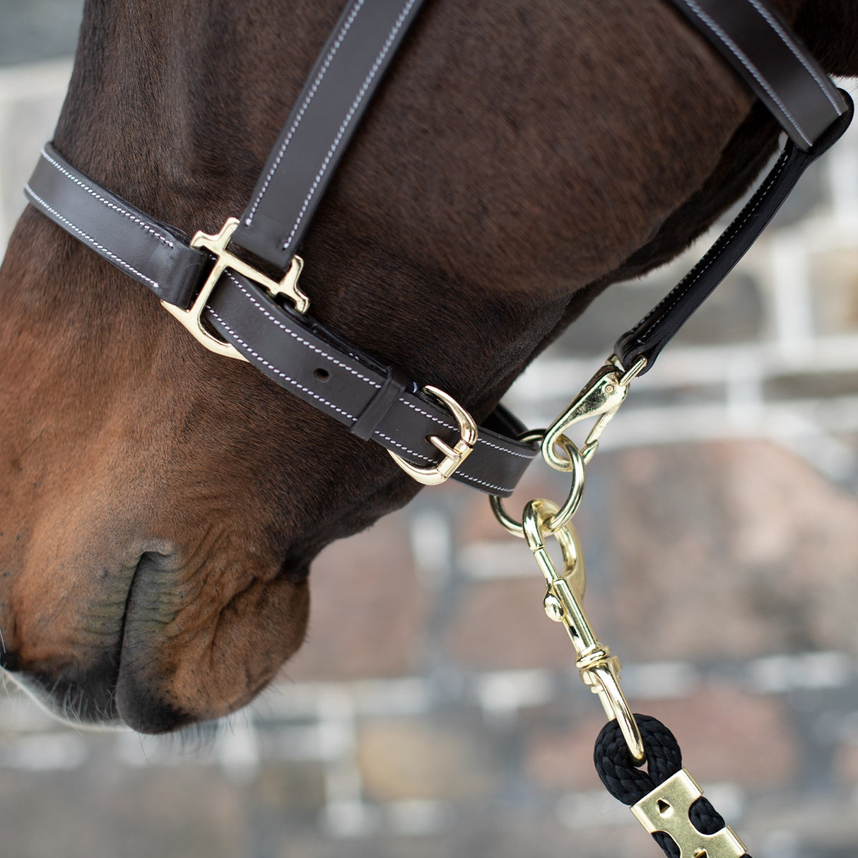 Val du Bois Convertible Leather Grooming Halter