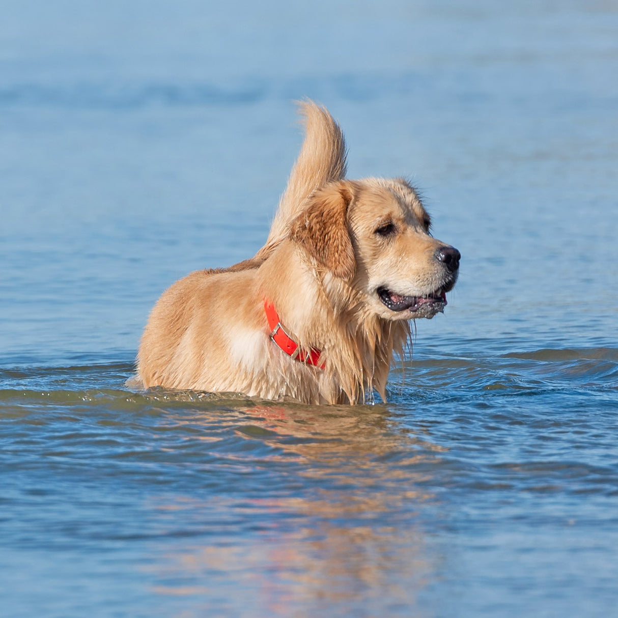 Collier imperméable Shedrow K9 Tofino II