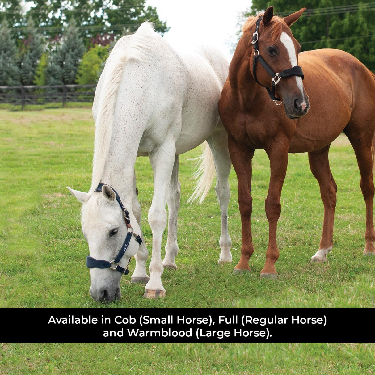Shedrow Breakaway Halter W - Polaire