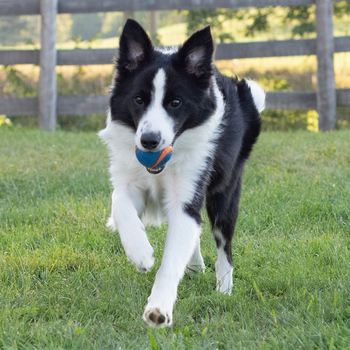 Chuck It Ultra Squeaker Ball Medium