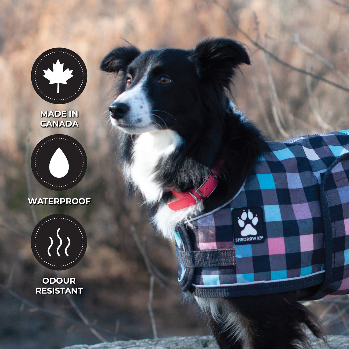 Collier imperméable Shedrow K9 Tofino II