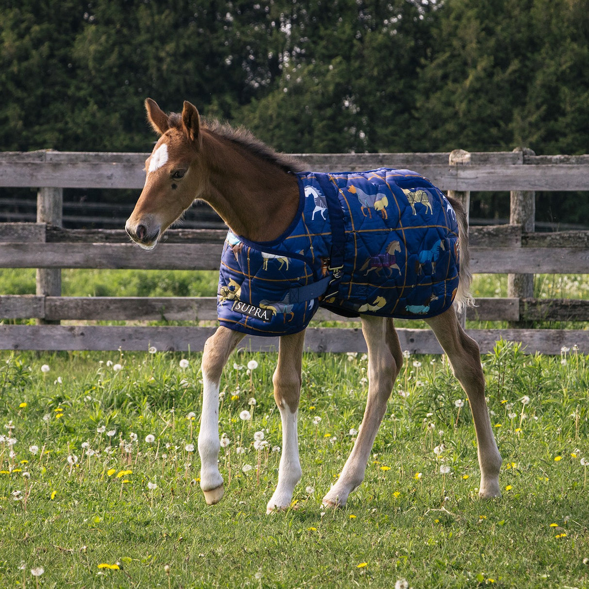Supra Foal Blanket 300 g