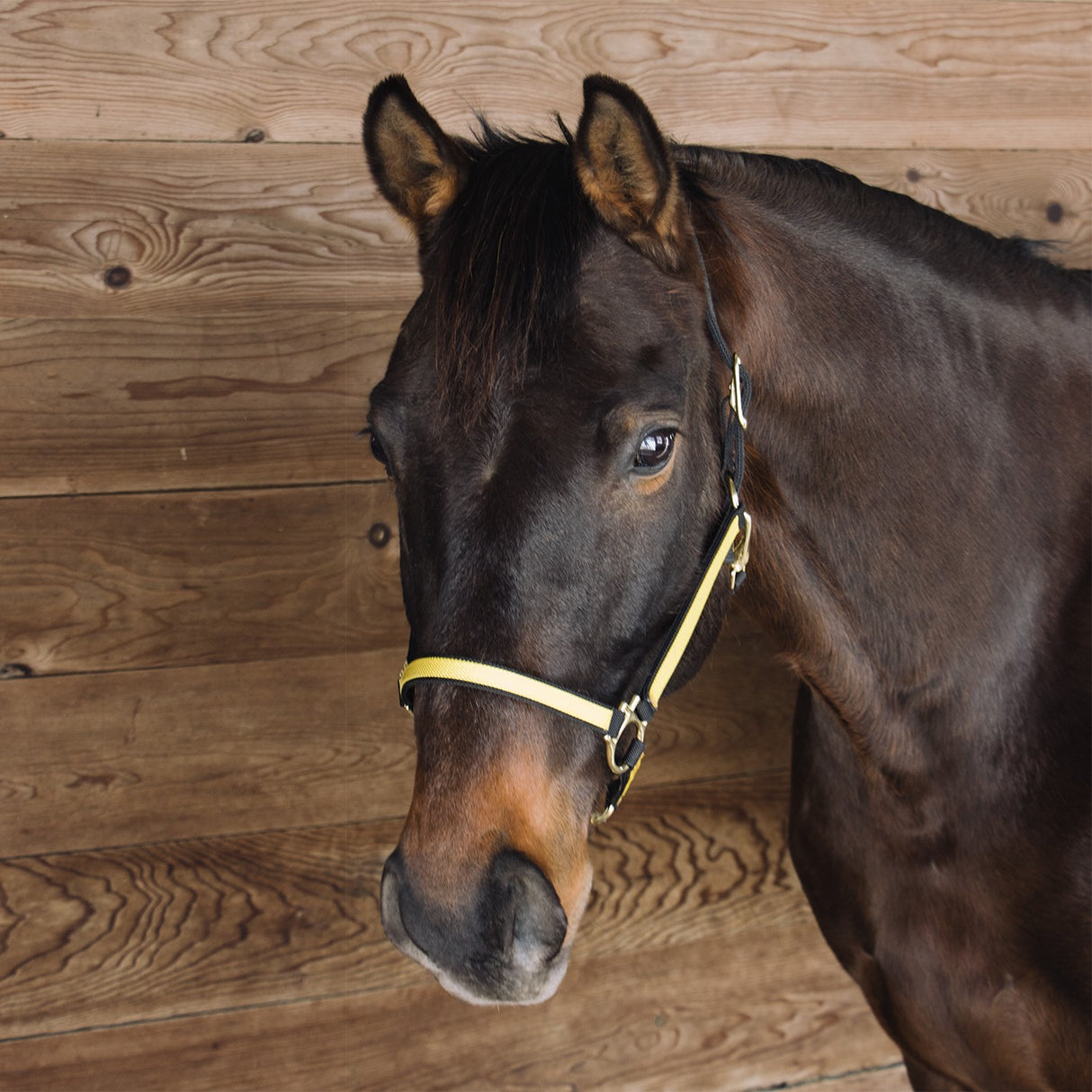 Extreme Two Tone Nylon Halter