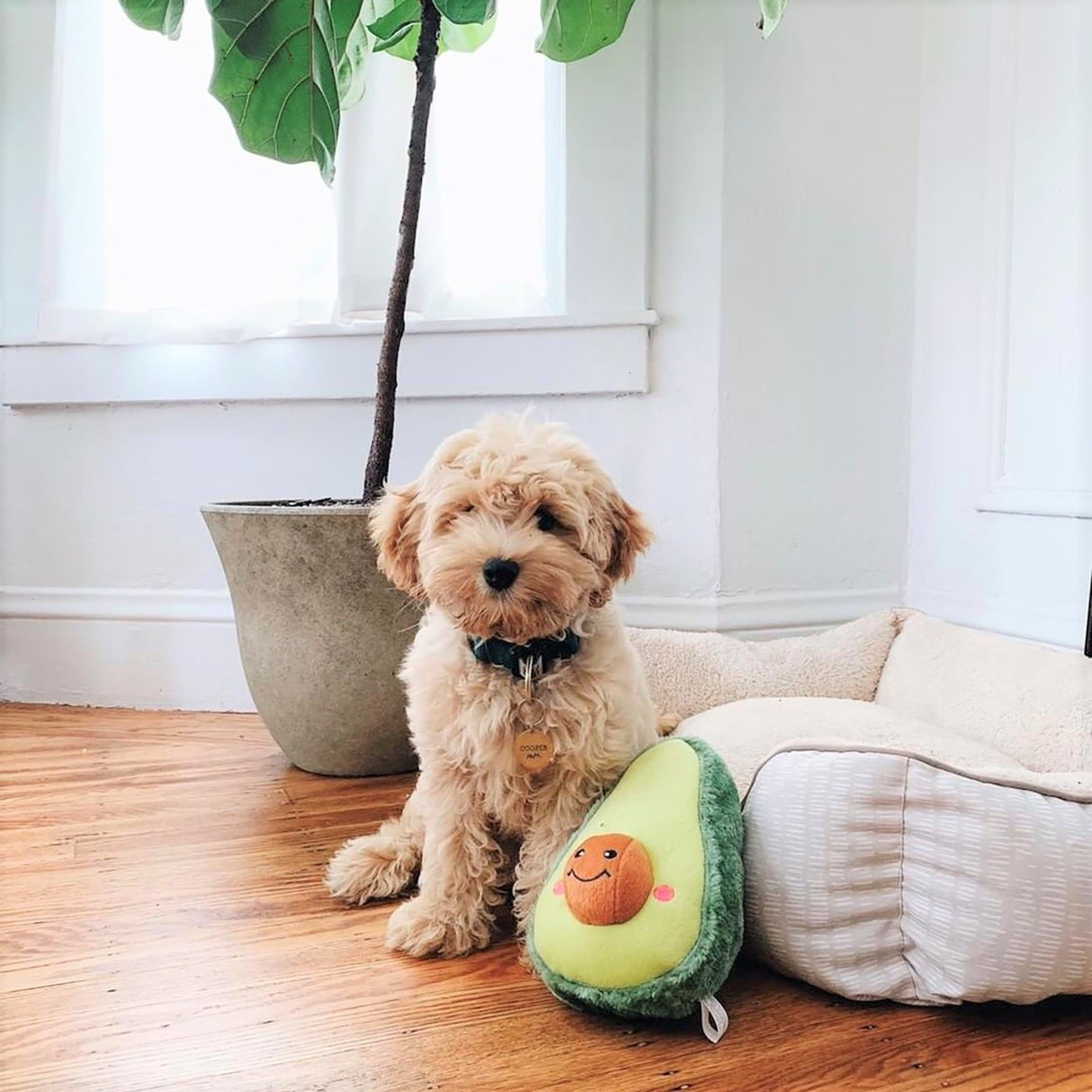 ZippyPaws NomNomz Avocado
