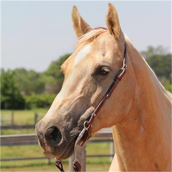 Copper Canyon Finished Leather One Ear Headstall W- Chicago Screws
