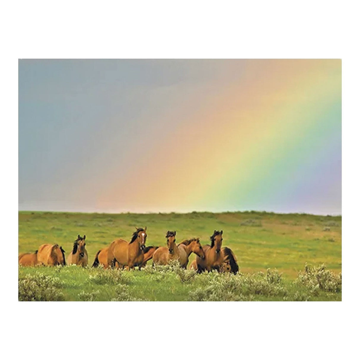 Leanin' Tree Horses In The Pasture Birthday Card