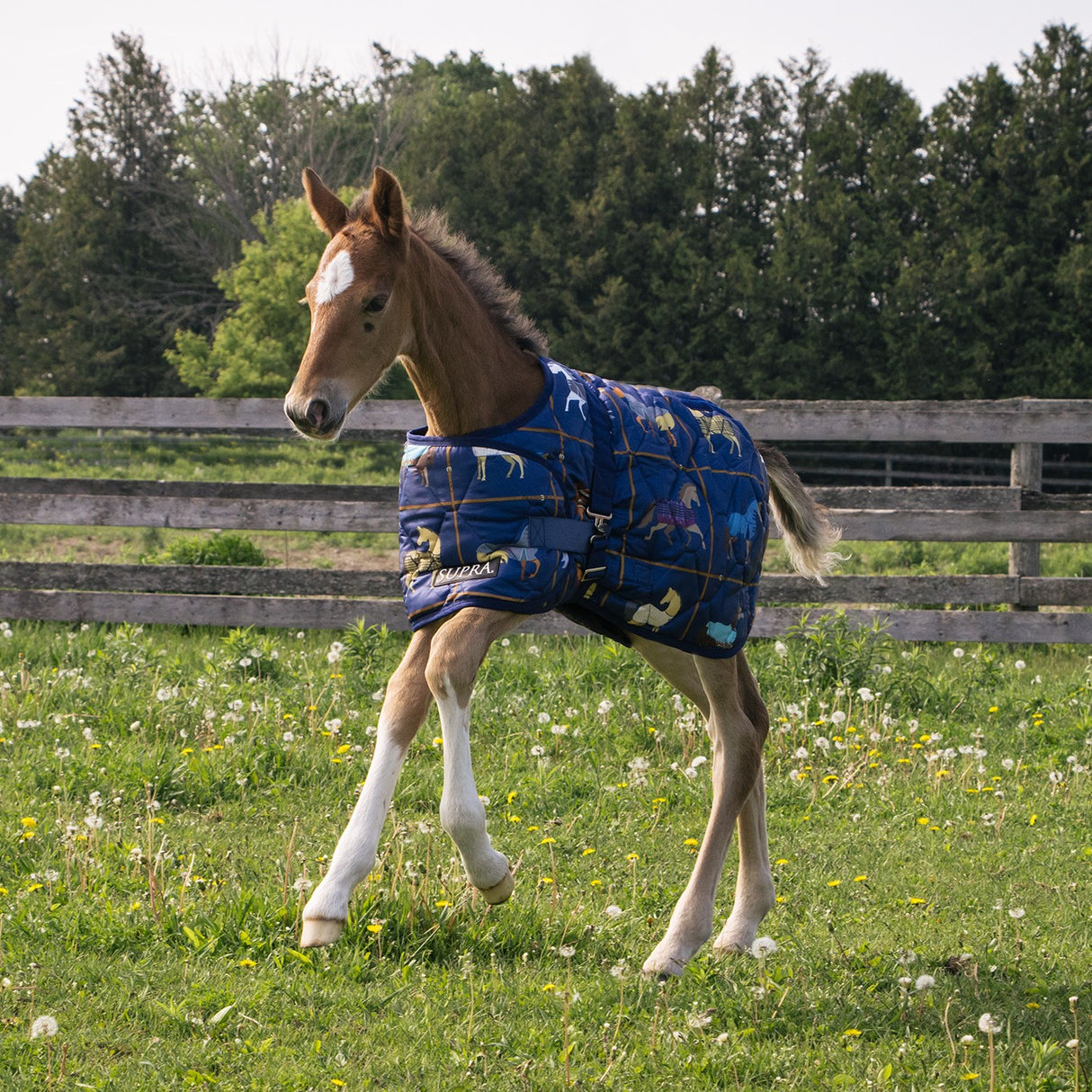 Supra Foal Blanket 300 g
